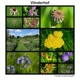 Collage bloemen Vlinderhof - Máximapark